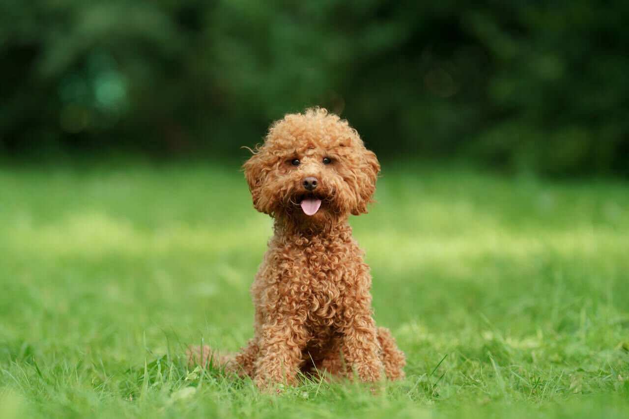 Köpeklerin Sağlıklı ve Mutlu Kalması İçin İdeal Beslenme Programı