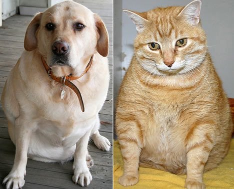 Kedilerde ve Köpeklerde Obezite: Nasıl Önlenir?