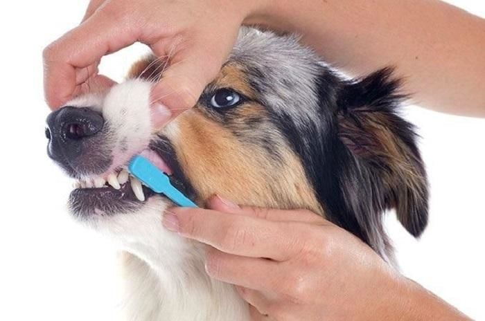Köpeklerde Diş Sağlığı: Evde Yapılabilecek Basit Bakımlar