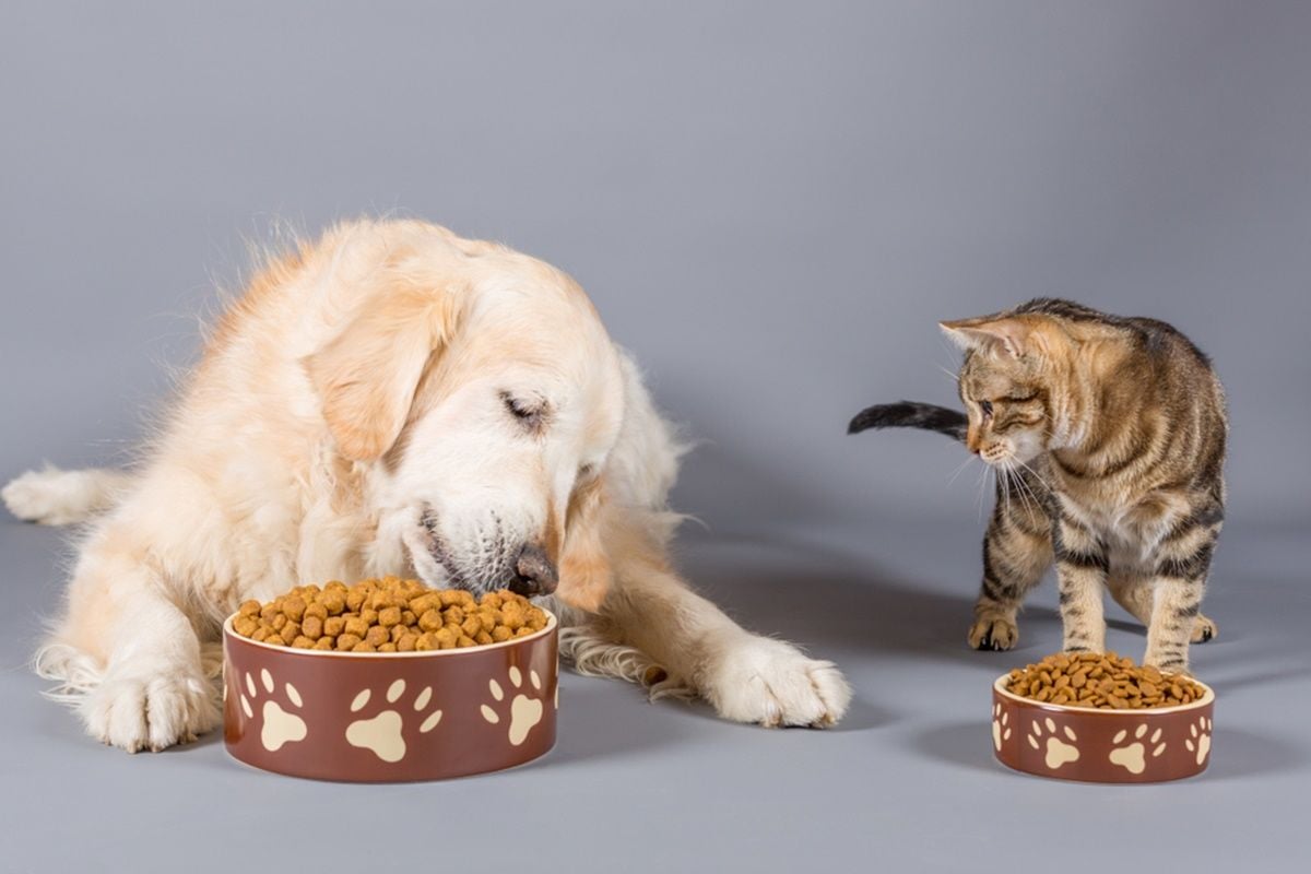 Kedi ve Köpeklerde Mama Değişikliği Nasıl Yapılmalı?