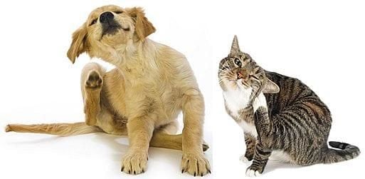 Kedi ve Köpeklerde Alerjiler: Belirtiler ve Çözümler